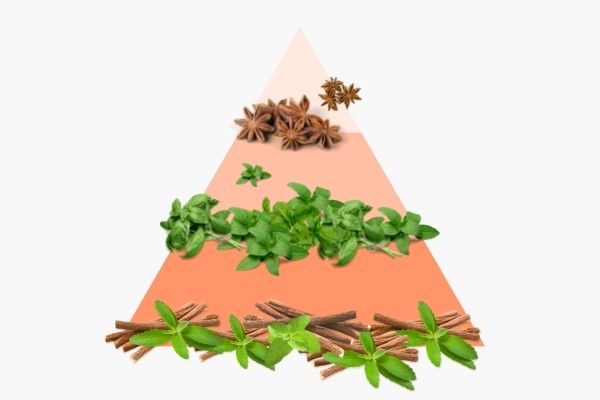 Pyramide olfactive Réglisse Basilic